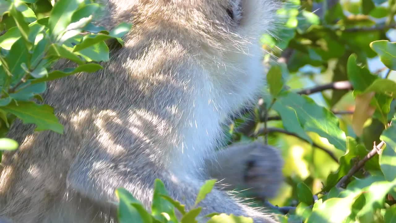 Vervet monkey primate wild wildlife up-close eating berries Kruger National Park South Africa