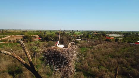 Fliegen-Sie-Um-Ein-Storchennest-Auf-Einem-Baumkreis-Herum,-Drehen-Sie-Den-Kamerawinkel-Und-Sehen-Sie-Die-Vogelfamilie,-Die-In-Der-Sommersaison-Im-Iran-In-Trockenem-Laub-Auf-Einem-Hohen,-Trockenen-Baum-In-Der-Naturlandschaft-Nistet,-Mit-Orangefarbenem-Schnabel