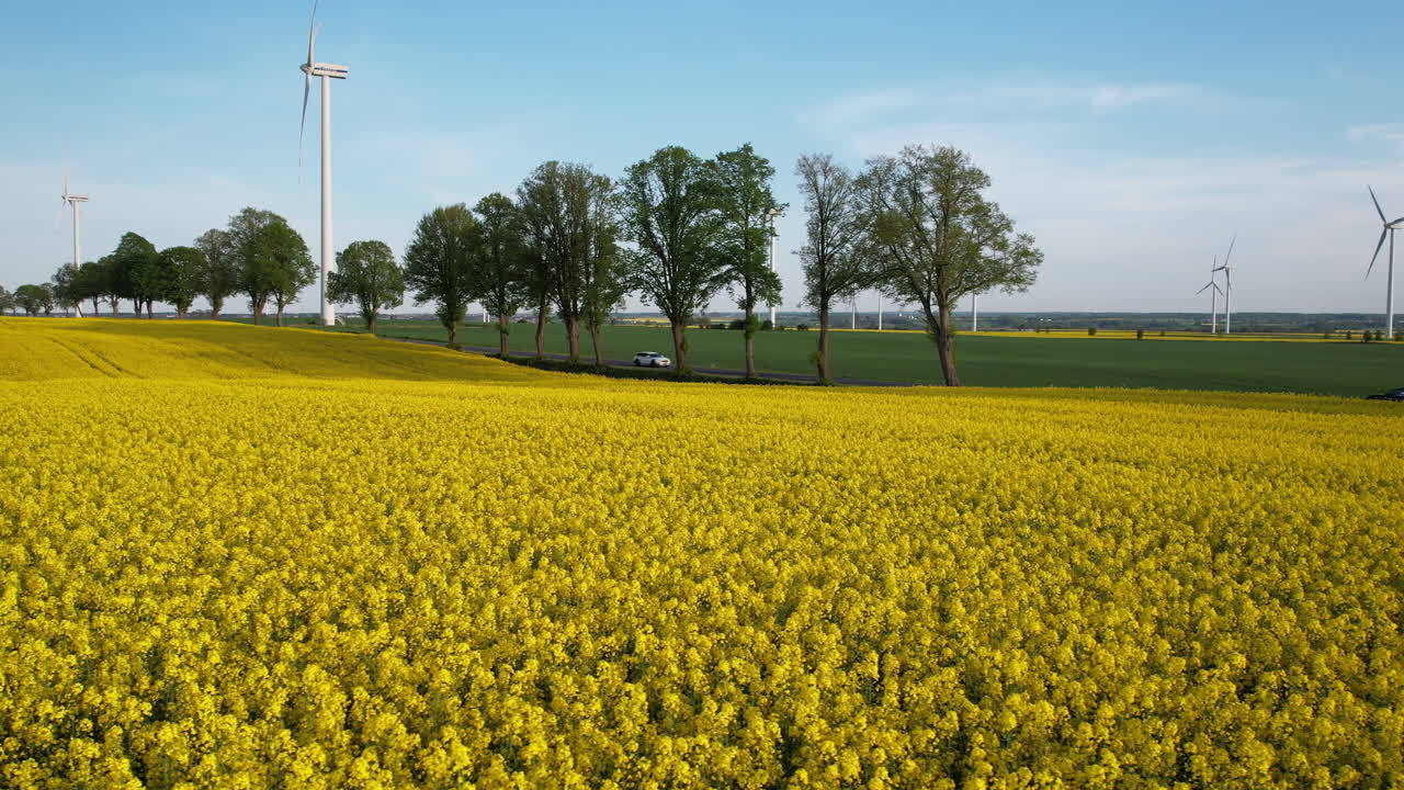 vuelo bajo de aviones no tripulados sobre un campo de colza amarilla, coches conduciendo en una calle a lo largo del campo, granja eólica y cielo azul con nubes delicadas en el fondo