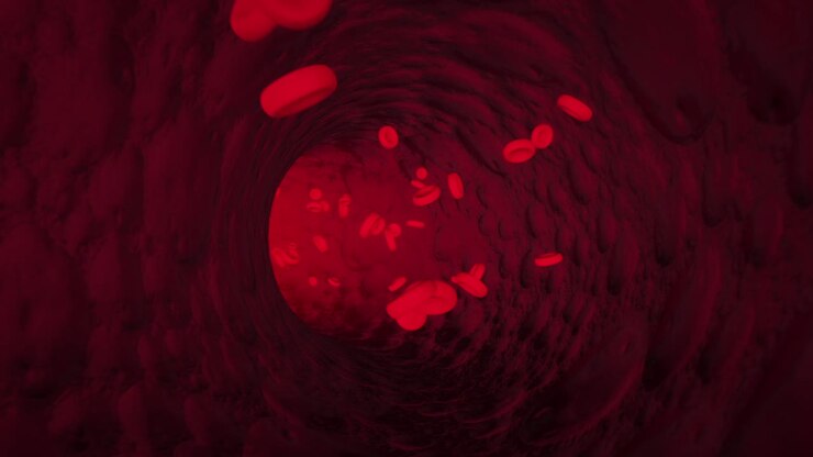 Red Blood Cells in Blood Vessel