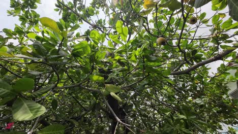 a cashew nut tree with ripe fruits hanging from branches, surrounded by lush green leaves in phuket, thailand