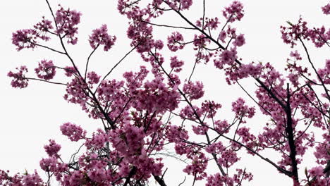 Fuchsia Cherry Blossoms flowers move fluidly on a cloudy day at Shinjuku Gyoen National Garden