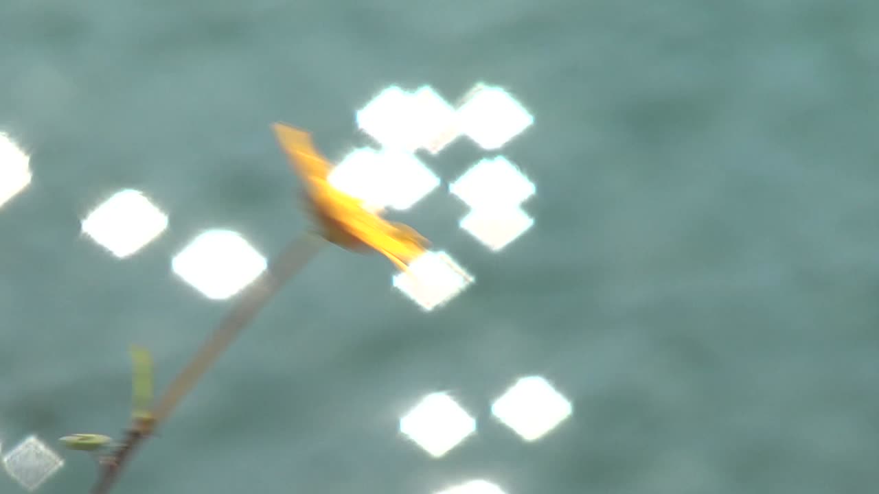 바람과 함께 움직이는 노란 꽃