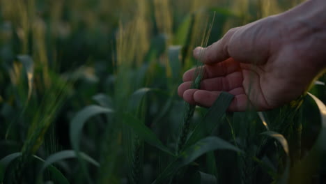 Man-hand-touching-spikelet-wheat-field-closeup.-Farmer-checking-crop-on-sunset.