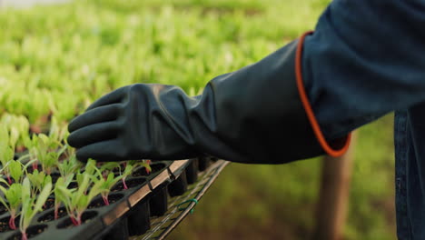 Agriculture-plants,-hands-and-person-walking