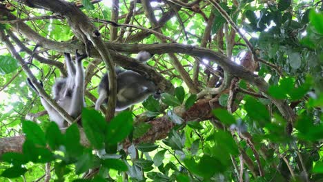 the one on the left looks down to the camera and up then the other moves, spectacled leaf monkey trachypithecus obscurus, thailand