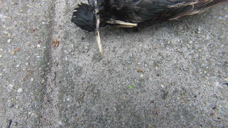 dead starling head close up shot pan reveal – a lovely dead bird left as a present by a cat