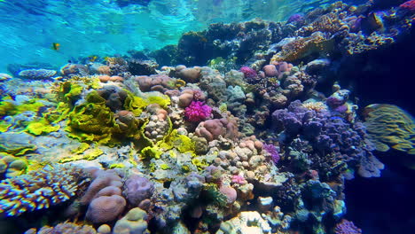 underwater vibrant tropical reef in tropical water