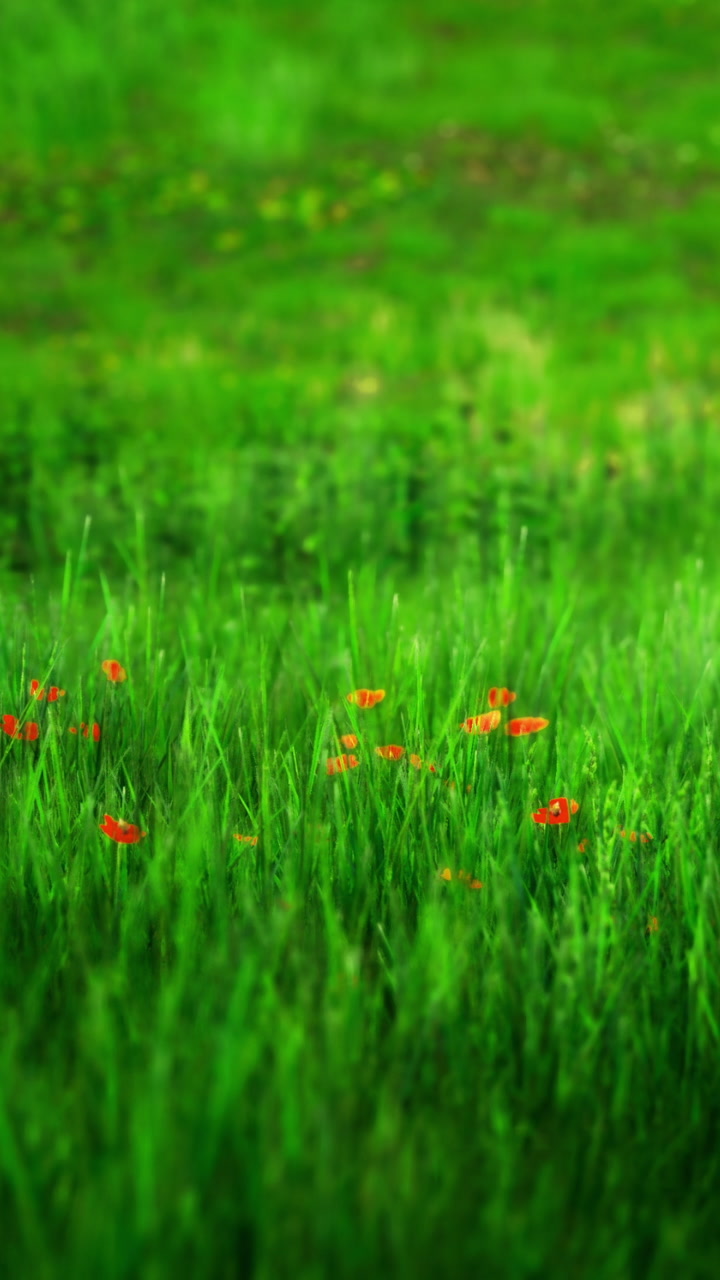 Lush green grass sways gently under the warm afternoon sun in a tranquil field