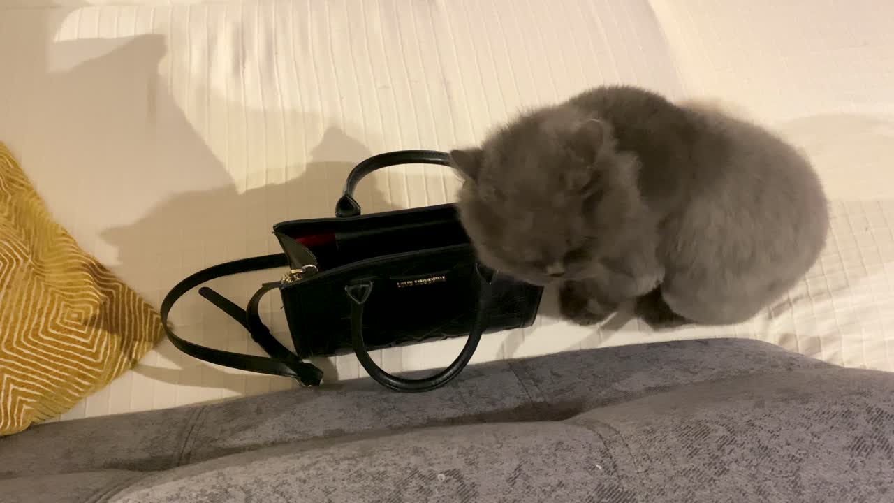 열린 은빛 여행가방에 긴 머리 고양이를 클로즈업하고 쇼핑을 준비하고 있습니다.