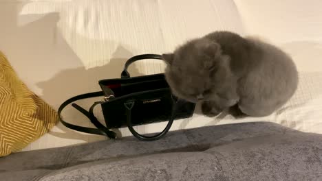 close-up of long hair cat in open silvery suitcase, preparing for shopping
