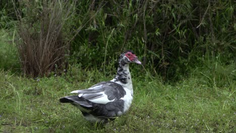 on natural open farm wildlife wild goose doing neck dance