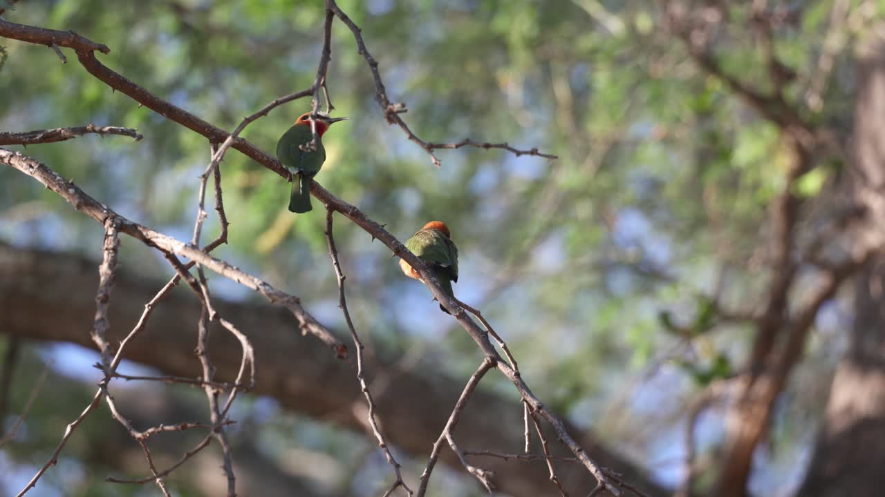 A pair of white-fronted bee-eaters sitting on a branch with a blurred background of leaves, Tuli Botswana.