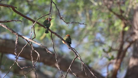 A pair of white-fronted bee-eaters sitting on a branch with a blurred background of leaves, Tuli Botswana.