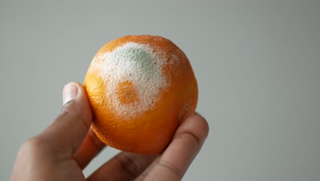 moldy orange