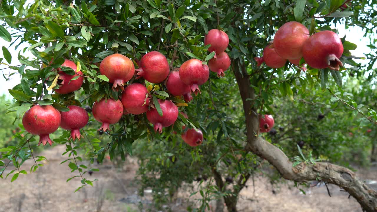 Granatæbleplantage i plukkesæsonen