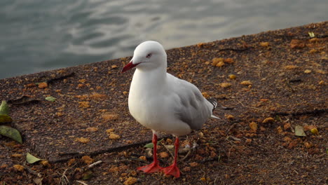 close up shot of a seagull walking on the edge of water and moving its head at sunset