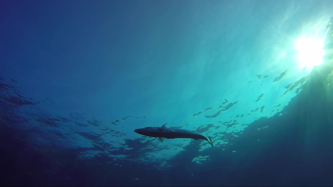 Barracuda swims below sunshine in shallow blue water