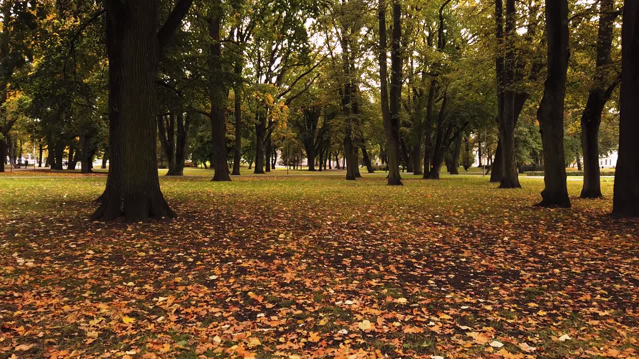 toma en movimiento de cardán de hojas de otoño caen en el parque en un día nublado