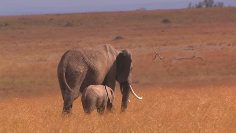 two elephants eat tall grass in a field