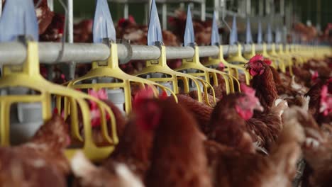 Brown Feathered Chickens Eating Out Of Feeding Pen At Poultry Farm