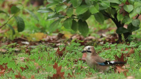 Grüne-Gartenszene-Mit-Herbstfarbenen-Blättern,-Die-Auf-Lebhaftem-Laub-Und-Gras-Verstreut-Sind,-Wo-Ein-Jay-vogel-Nach-Nahrung-Sucht,-Pflückt-Und-Wegfliegt