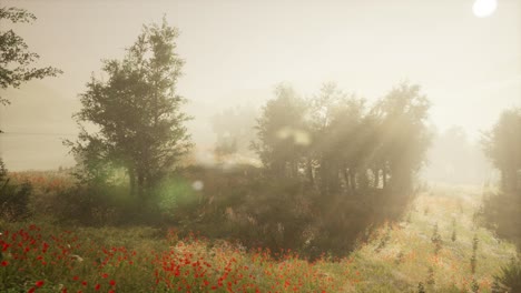 clearing in the forest in sunny summer morning