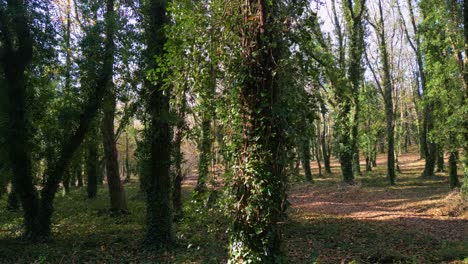 plantas de hiedra que crecen en los troncos de los árboles en el bosque