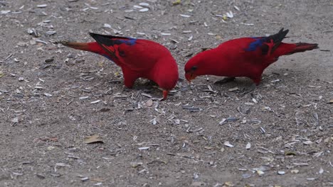 Imágenes-En-4k-De-Un-Par-De-Juguetones-Loris-Moluqueños-Rojos,-Eos-Bornea