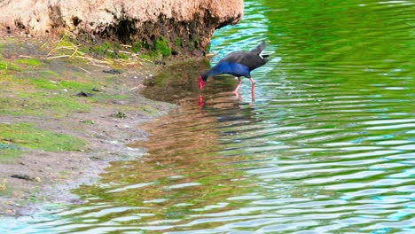 Wild-bird-playing-on-water.-rare-bird