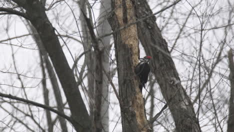 toma de mano slomo de un pájaro carpintero perforando un árbol