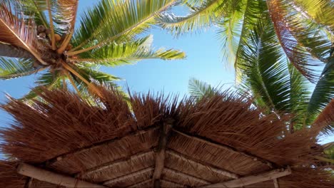 Mirando-Hacia-Las-Palmeras-Tropicales-De-Coco-Con-Sus-Hojas-Soplando-En-El-Viento-Y-Un-Brillante-Cielo-Azul-De-Verano-Detrás-De-Ellas,-Así-Como-Una-Sombrilla-De-Paja-En-Un-Resort-En-México-Cerca-De-Cancún