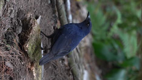 un pájaro silbador javan está buscando gusanos en el suelo para comer