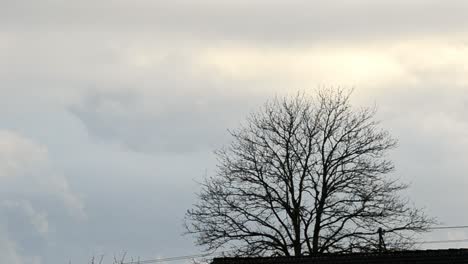 time lapse of clouds passing by a bare tree in germany during early spring