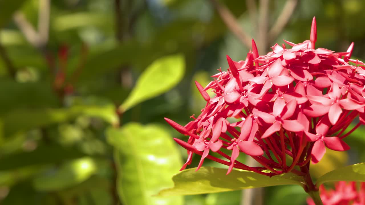 Primo piano di fiori di Ixora rossi che ondeggiano delicatamente sotto la luce intensa del sole contro il fogliame verde.