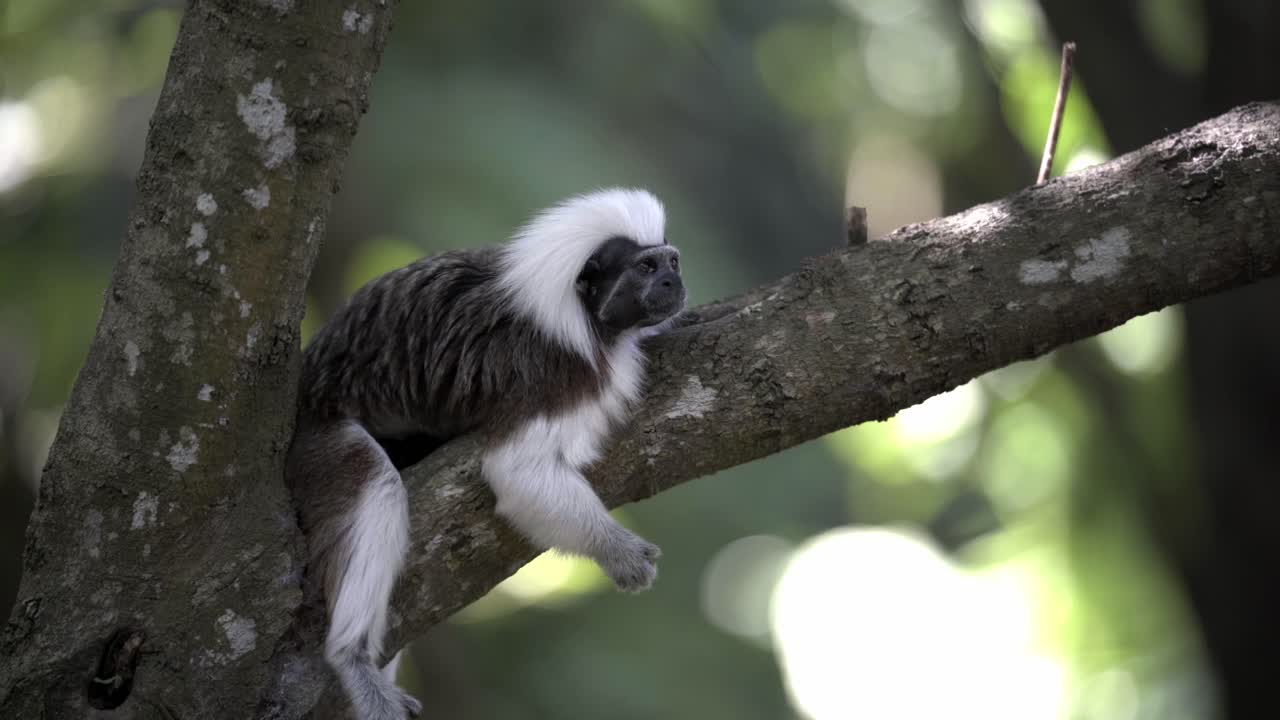 A Cotton Top Tamarin Monket on a tree branch