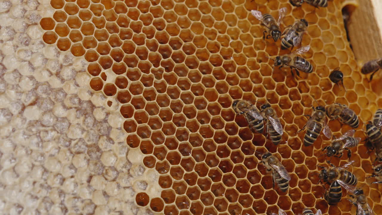 Some honey bees crawling over the honeycombs. Fresh amber honey sparkling in the wax cells. Close up.