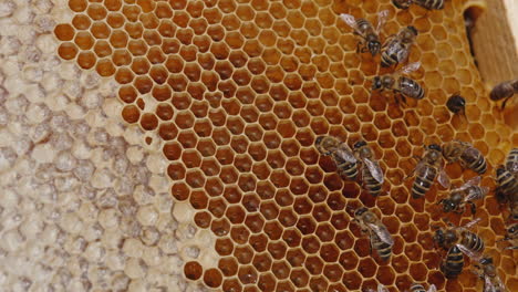 some honey bees crawling over the honeycombs. fresh amber honey sparkling in the wax cells. close up.