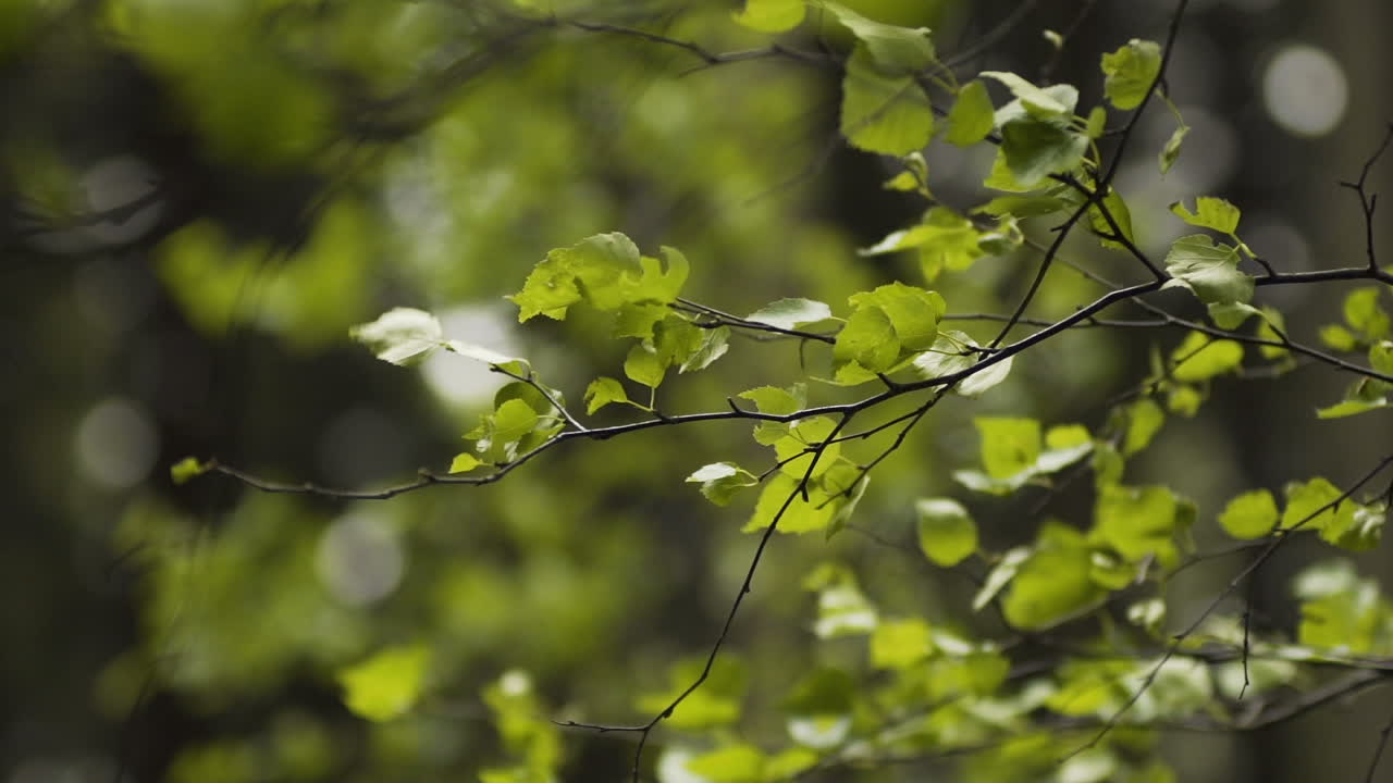 el sol de la mañana sale a través de las hojas al amanecer 4