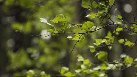 Morning-Sun-Comes-Up-Through-Leaves-At-Sunrise-4