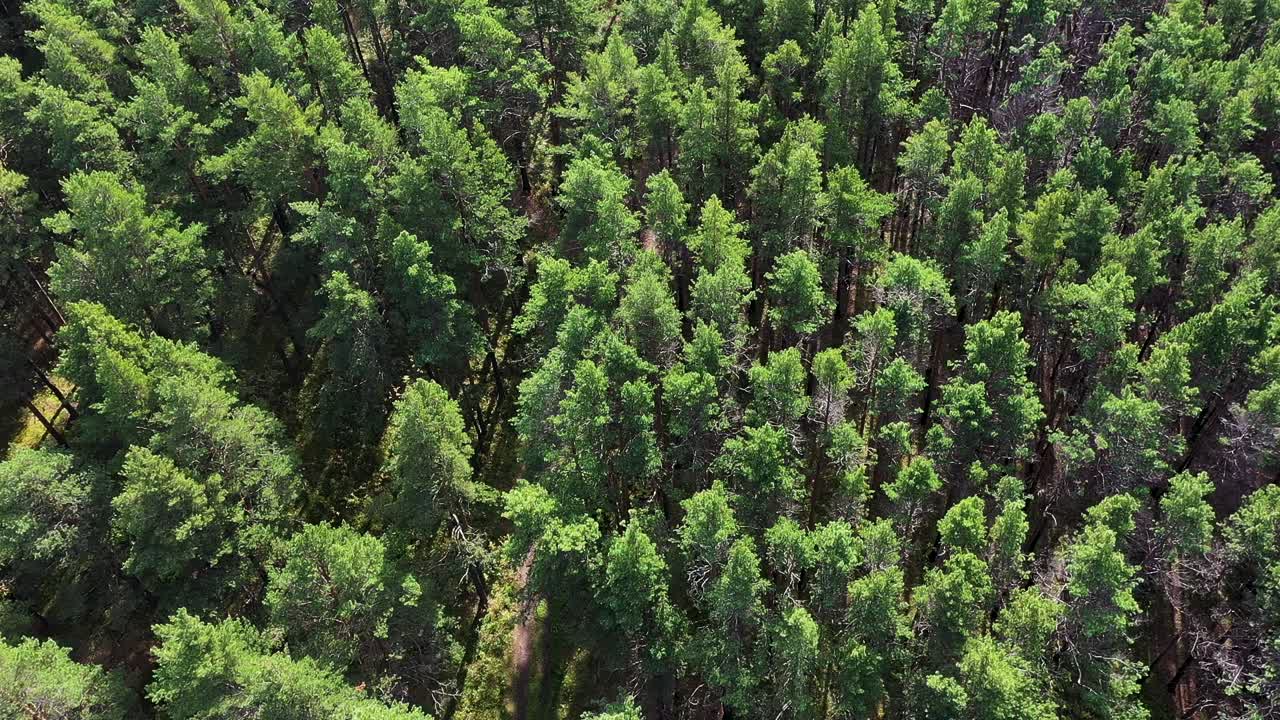 vista aérea de un bosque de pinos
