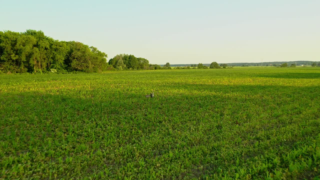Magnifica ripresa aerea con drone di gru che corrono in campi verdi - natura meravigliosa