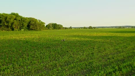 Atemberaubende-Drohnenantenne-Von-Kranichvögeln,-Die-Auf-Grünen-Feldern-Laufen---Wunderschöne-Natur