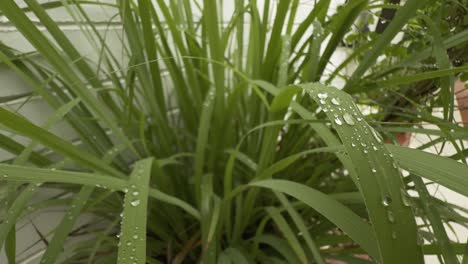 macro shot of a water droplets on the leaves of lemon grass, vibrant green color of the grass is accentuated by the glistening water droplets that cling to its surface
