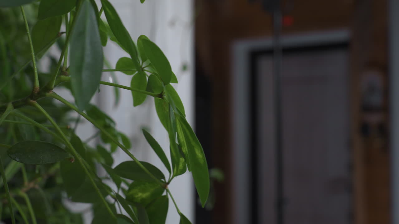 Nature devotee using handheld pump spray bottle to lightly mist fragile indoor leaves with fine water droplets ensuring leaf hydration and plant wellness in softly lit home environment