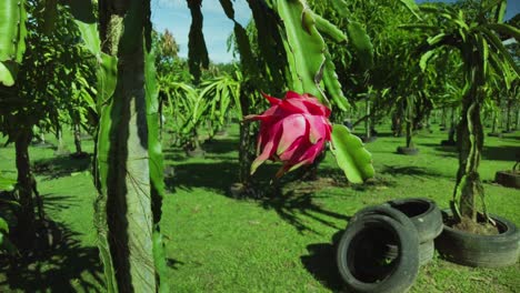 dragon fruit on the hanging from the tree on the tropical island of trinidad