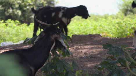 goat chilling in the shade