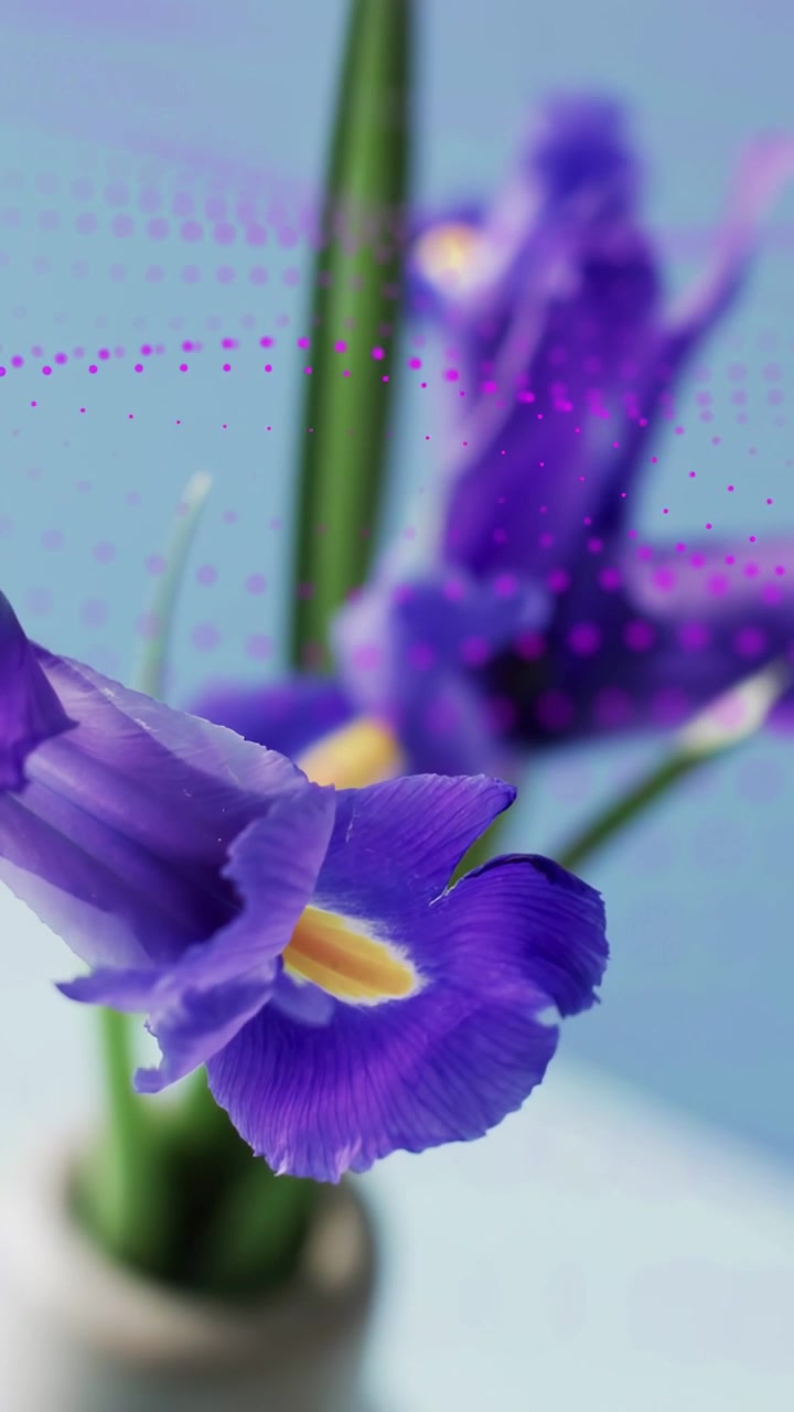 Vertical video: Magenta arc appearing, sweeping frame, showing iris blossom, revealing vase, stems
