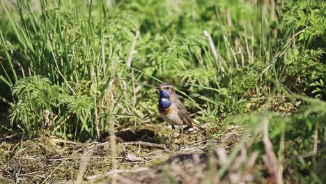 Vögel---Blaukehlchen-Oder-Chat,-Steht-Inmitten-Von-Hohem-Gras-Auf-Dem-Boden,-Zeitlupe