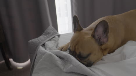 tired french bulldog lies in white sheets on a bed